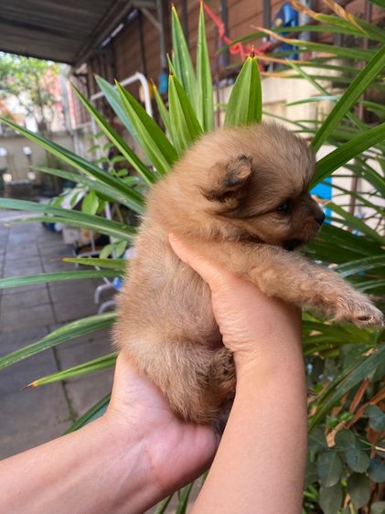 ปอมแท้ เด็กชาย รูปที่ 3