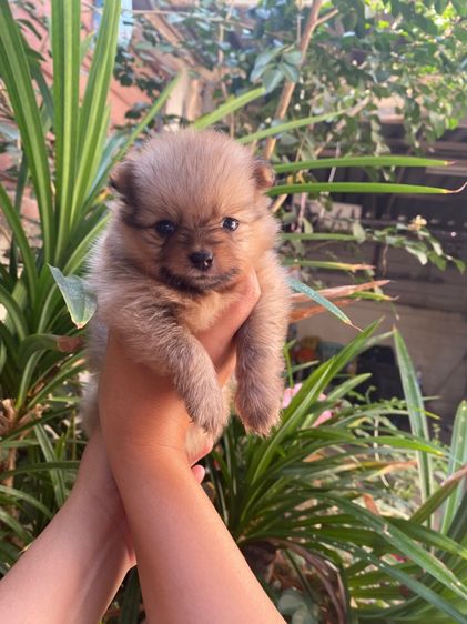 ปอมเมอเรเนียน (Pomeranian) เล็ก ปอมแท้ เด็กชาย
