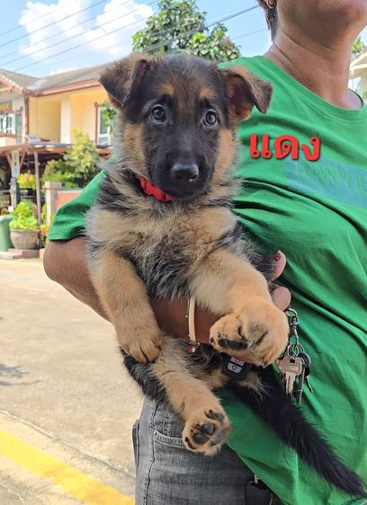 ลูกสุนัขเยอรมัน เชพเพิร์ด(อัลเซเชี่ยน)สายพันธุ์แท้โครงสร้างใหญ่ๆ พ่อแน่นล่ำ แม่สวย จากkankarnclub มีจัดส่งทั่วประเทศ กันย์เจ้าเก่าครับ รูปที่ 2