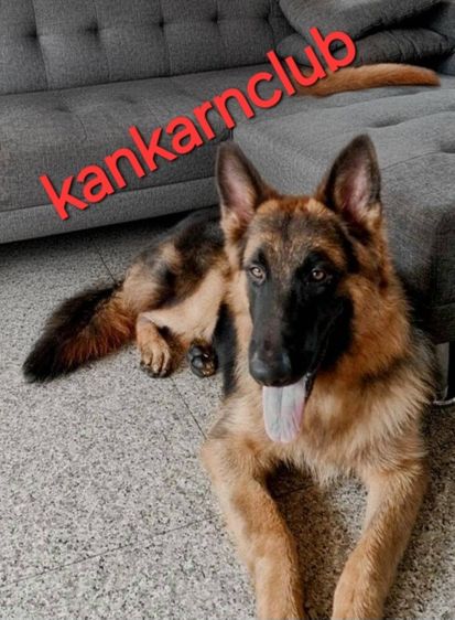 ลูกสุนัขเยอรมัน เชพเพิร์ด(อัลเซเชี่ยน)สายพันธุ์แท้โครงสร้างใหญ่ๆ พ่อแน่นล่ำ แม่สวย จากkankarnclub มีจัดส่งทั่วประเทศ กันย์เจ้าเก่าครับ รูปที่ 6