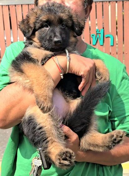 ลูกสุนัขเยอรมัน เชพเพิร์ด(อัลเซเชี่ยน)สายพันธุ์แท้โครงสร้างใหญ่ๆ พ่อแน่นล่ำ แม่สวย จากkankarnclub มีจัดส่งทั่วประเทศ กันย์เจ้าเก่าครับ รูปที่ 4