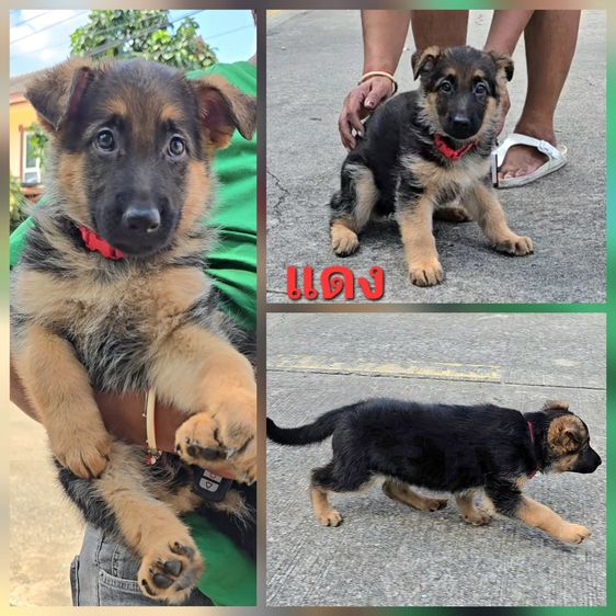 ลูกสุนัขเยอรมัน เชพเพิร์ด(อัลเซเชี่ยน)สายพันธุ์แท้โครงสร้างใหญ่ๆ พ่อแน่นล่ำ แม่สวย จากkankarnclub มีจัดส่งทั่วประเทศ กันย์เจ้าเก่าครับ รูปที่ 3