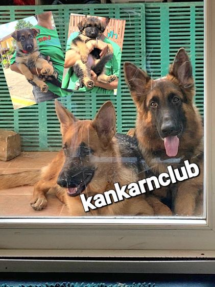 เยอรมันเชพเพิร์ด (German Shepherd) ลูกสุนัขเยอรมัน เชพเพิร์ด(อัลเซเชี่ยน)สายพันธุ์แท้โครงสร้างใหญ่ๆ พ่อแน่นล่ำ แม่สวย จากkankarnclub มีจัดส่งทั่วประเทศ กันย์เจ้าเก่าครับ
