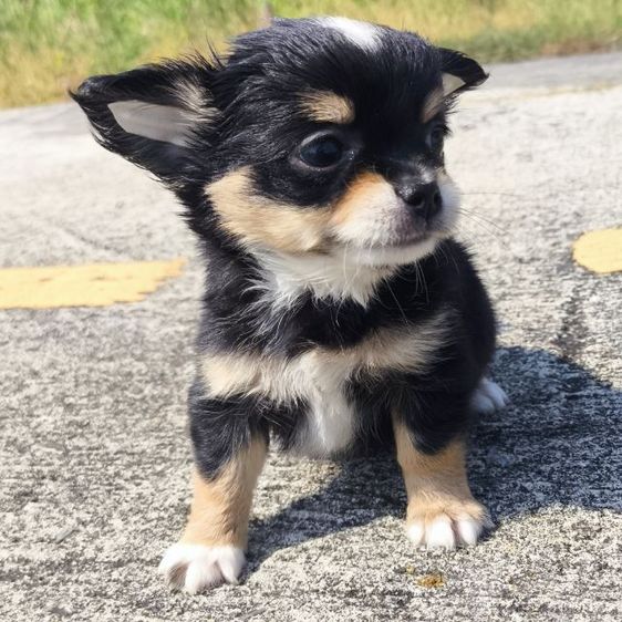 ดช.ชิวาวา (ขนยาวแท้) รูปที่ 11