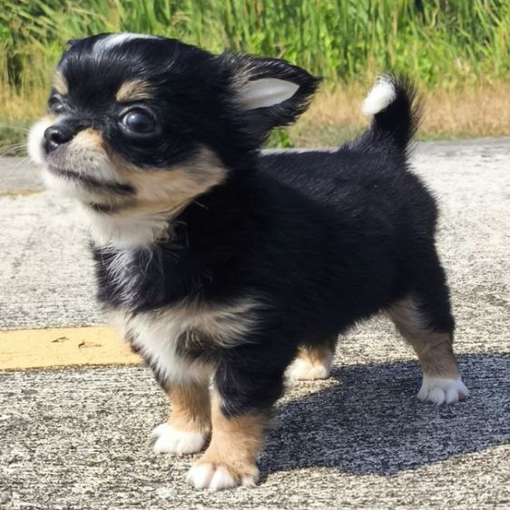 ดช.ชิวาวา (ขนยาวแท้) รูปที่ 6