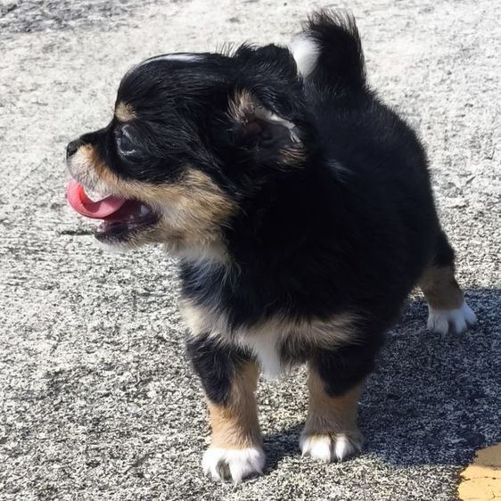 ดช.ชิวาวา (ขนยาวแท้) รูปที่ 9