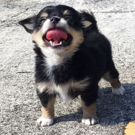 ดช.ชิวาวา (ขนยาวแท้) รูปที่ 8