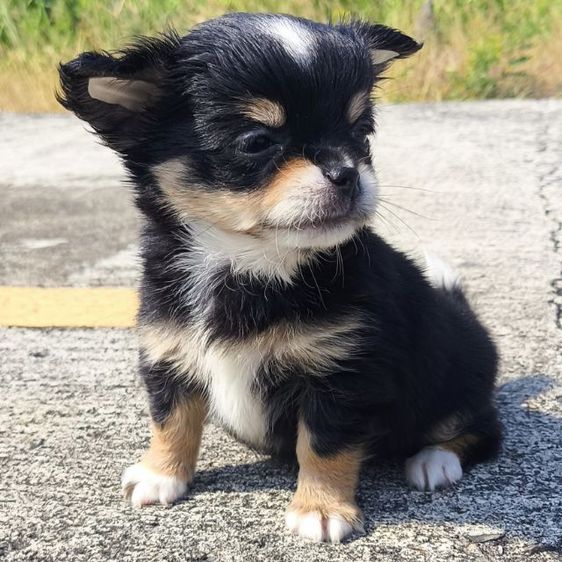 ดช.ชิวาวา (ขนยาวแท้) รูปที่ 7