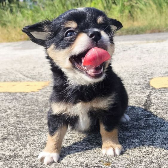 ดช.ชิวาวา (ขนยาวแท้) รูปที่ 3