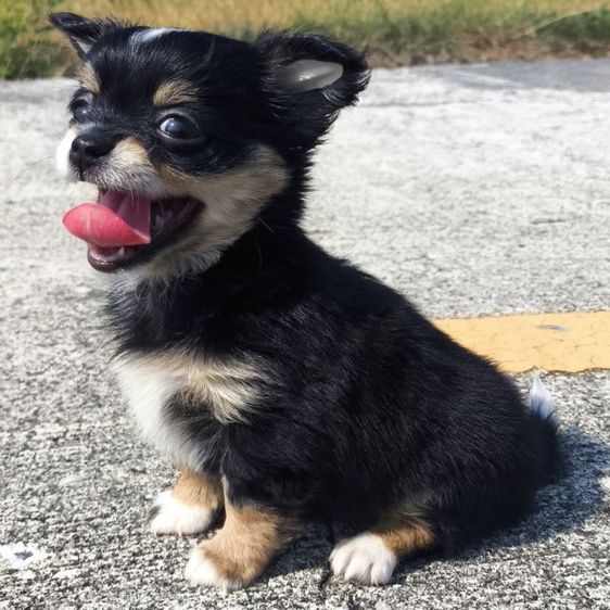 ดช.ชิวาวา (ขนยาวแท้) รูปที่ 2