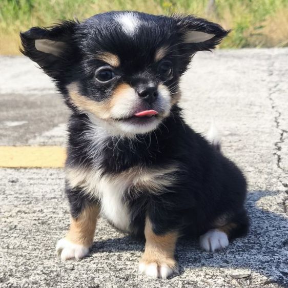 ดช.ชิวาวา (ขนยาวแท้) รูปที่ 10