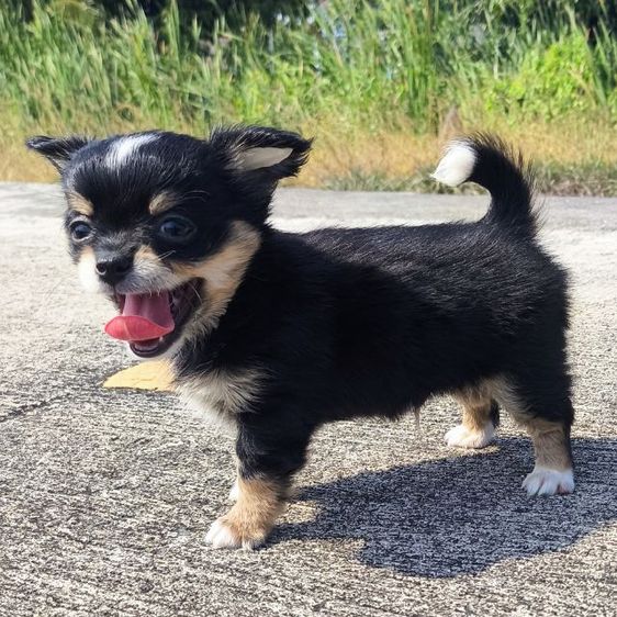 ดช.ชิวาวา (ขนยาวแท้) รูปที่ 4