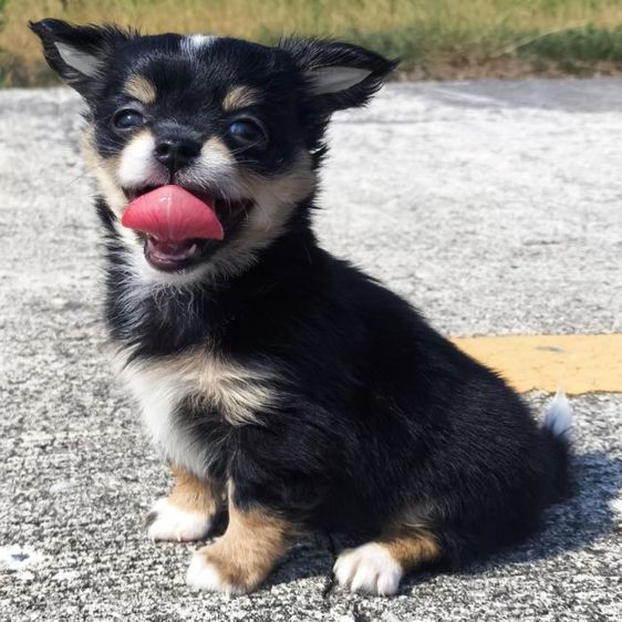 ดช.ชิวาวา (ขนยาวแท้) รูปที่ 5