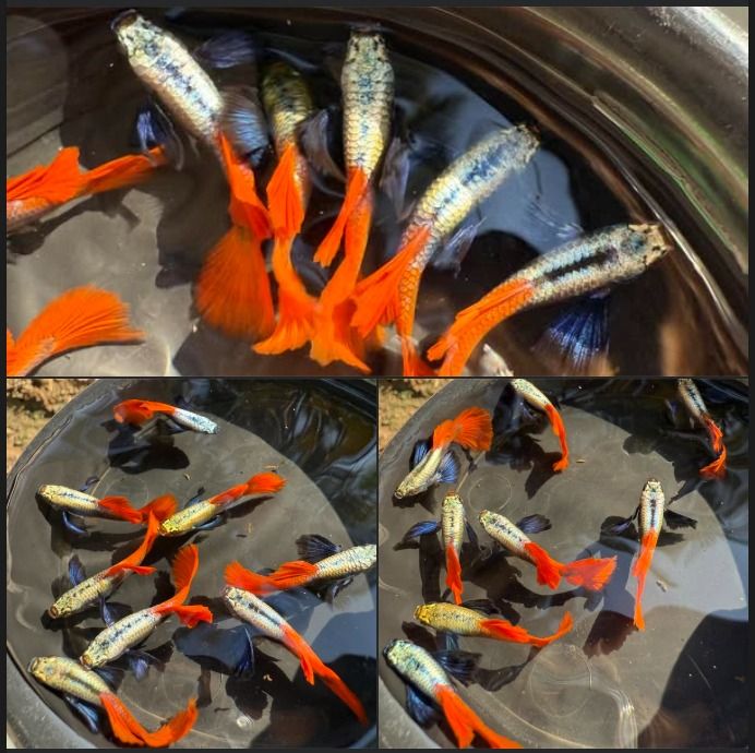 ปลาหางนกยูง เรดเทล