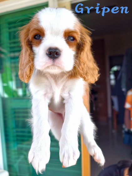 ลูกสุนัข คาวาเลียร์ คิง ชาลส์ สแปเนียล (Cavalier King Charles Spaniel) พ่อ-แม่เกรดนำเข้าใบเพ็ดดีกรีเต็มใบ มีสมุดวัคซีนทุกตัว  รูปที่ 3