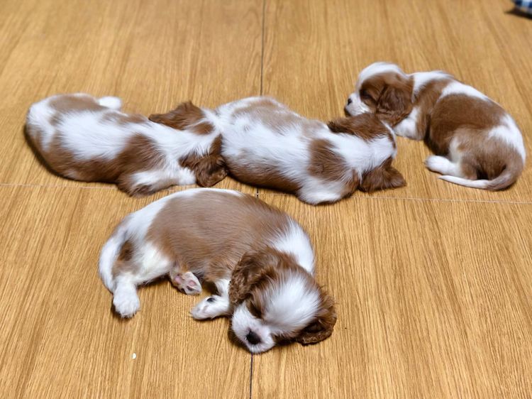 ลูกสุนัข คาวาเลียร์ คิง ชาลส์ สแปเนียล (Cavalier King Charles Spaniel) พ่อ-แม่เกรดนำเข้าใบเพ็ดดีกรีเต็มใบ มีสมุดวัคซีนทุกตัว  รูปที่ 4