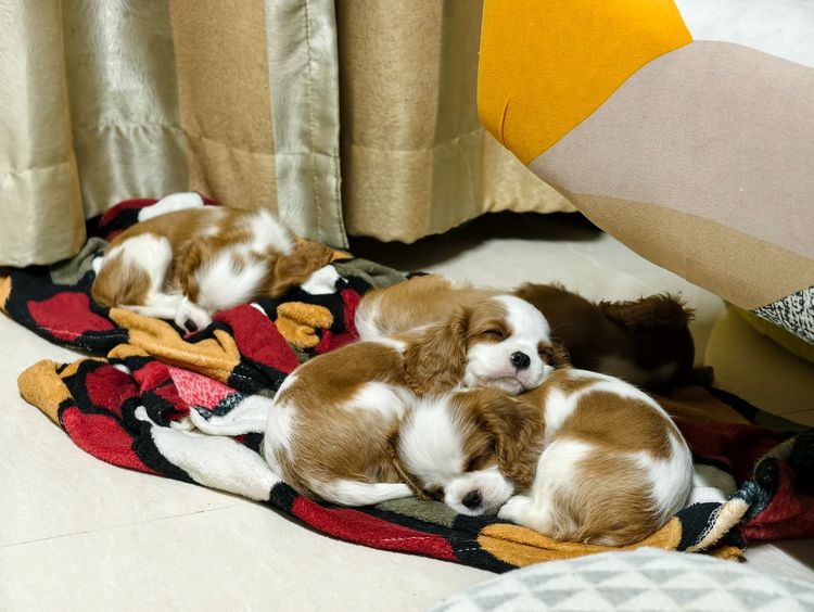 ลูกสุนัข คาวาเลียร์ คิง ชาลส์ สแปเนียล (Cavalier King Charles Spaniel) พ่อ-แม่เกรดนำเข้าใบเพ็ดดีกรีเต็มใบ มีสมุดวัคซีนทุกตัว  รูปที่ 5