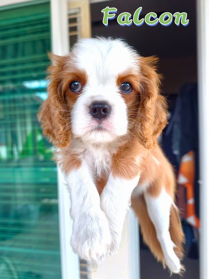 ลูกสุนัข คาวาเลียร์ คิง ชาลส์ สแปเนียล (Cavalier King Charles Spaniel) พ่อ-แม่เกรดนำเข้าใบเพ็ดดีกรีเต็มใบ มีสมุดวัคซีนทุกตัว  รูปที่ 2