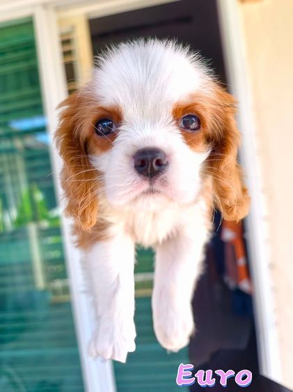 คาวาเลียร์ คิง ชาลส์ สแปเนียล (Cavalier King Charles Spaniel) เล็ก ลูกสุนัข คาวาเลียร์ คิง ชาลส์ สแปเนียล (Cavalier King Charles Spaniel) พ่อ-แม่เกรดนำเข้าใบเพ็ดดีกรีเต็มใบ มีสมุดวัคซีนทุกตัว 