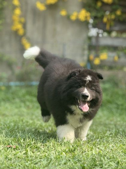 ไซบีเรียนเชียงใหม่ รูปที่ 2