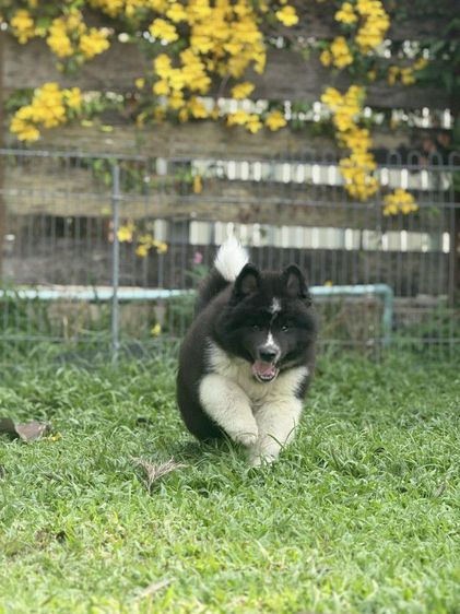 ไซบีเรียนเชียงใหม่ รูปที่ 3