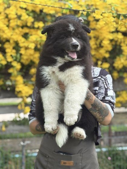 ไซบีเรียนเชียงใหม่