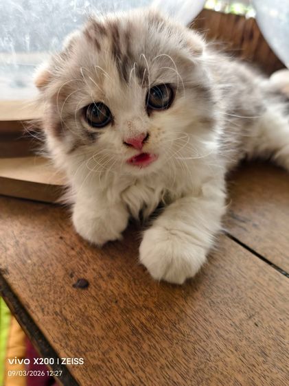 ลูกแมวพันธ์สก็อตติชแท้