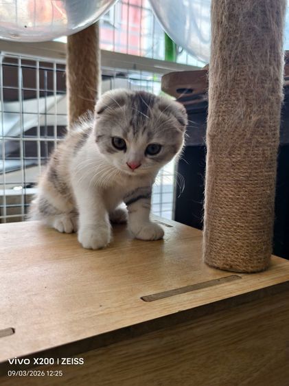 ลูกแมวพันธ์สก็อตติชแท้ รูปที่ 3