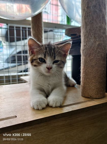 ลูกแมวพันธ์สก็อตติชแท้ รูปที่ 2