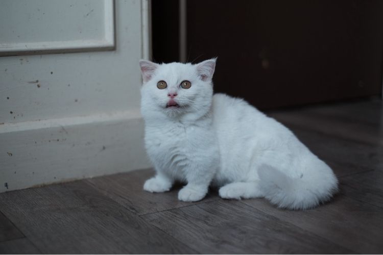 มันช์กิ้น ขาสั้น เพศผู้ ขาวล้วน  รูปที่ 11