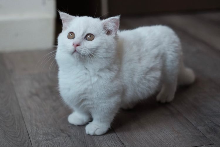 มันช์กิ้น ขาสั้น เพศผู้ ขาวล้วน 