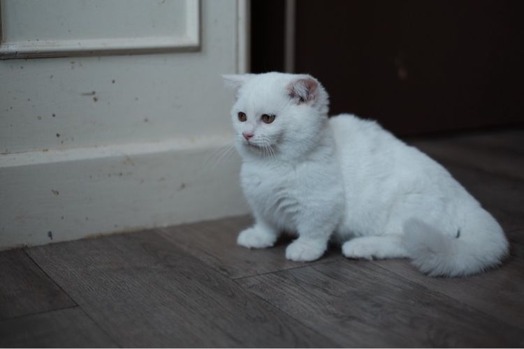 มันช์กิ้น ขาสั้น เพศผู้ ขาวล้วน  รูปที่ 12