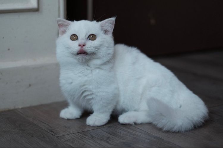 มันช์กิ้น ขาสั้น เพศผู้ ขาวล้วน  รูปที่ 2