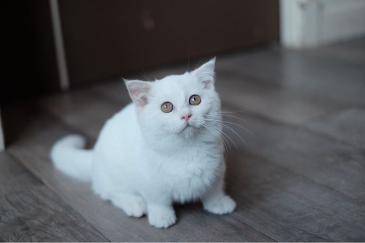 มันช์กิ้น ขาสั้น เพศผู้ ขาวล้วน  รูปที่ 6