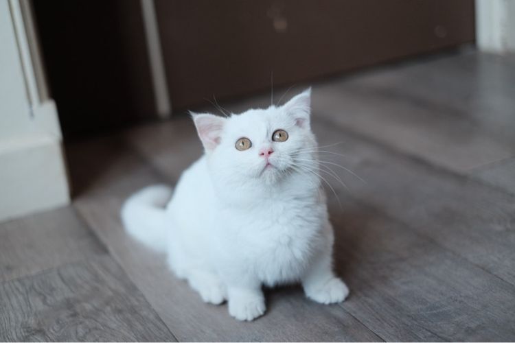 มันช์กิ้น ขาสั้น เพศผู้ ขาวล้วน  รูปที่ 7