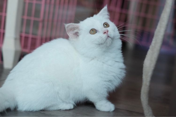 มันช์กิ้น ขาสั้น เพศผู้ ขาวล้วน  รูปที่ 4