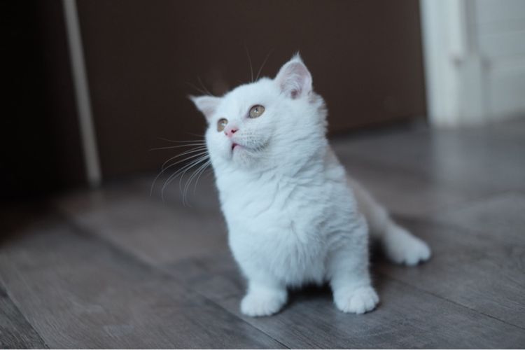 มันช์กิ้น ขาสั้น เพศผู้ ขาวล้วน  รูปที่ 15