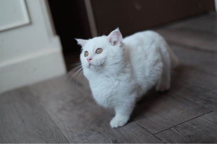 มันช์กิ้น ขาสั้น เพศผู้ ขาวล้วน  รูปที่ 13