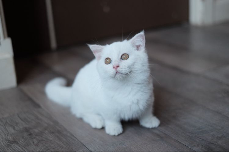 มันช์กิ้น ขาสั้น เพศผู้ ขาวล้วน  รูปที่ 5