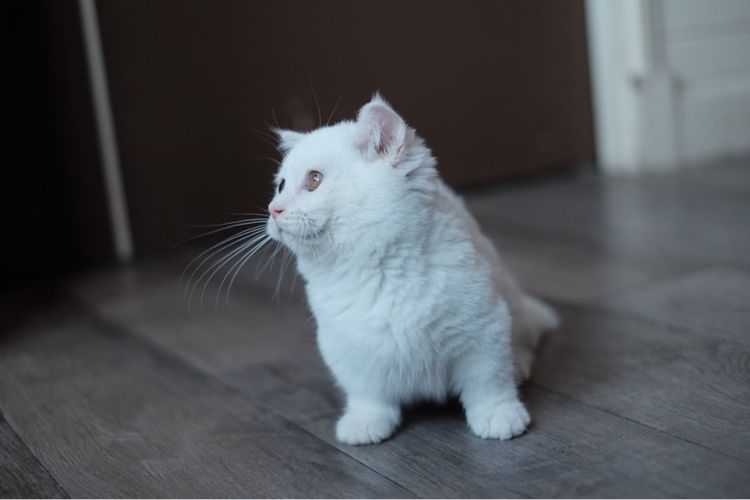 มันช์กิ้น ขาสั้น เพศผู้ ขาวล้วน  รูปที่ 14