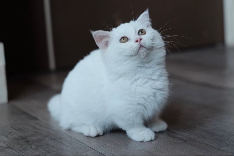 มันช์กิ้น ขาสั้น เพศผู้ ขาวล้วน  รูปที่ 3