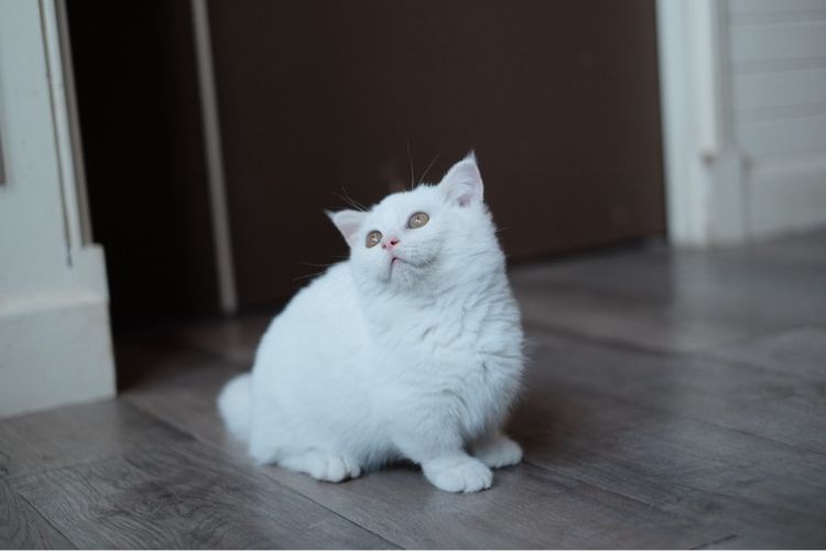 มันช์กิ้น ขาสั้น เพศผู้ ขาวล้วน  รูปที่ 9