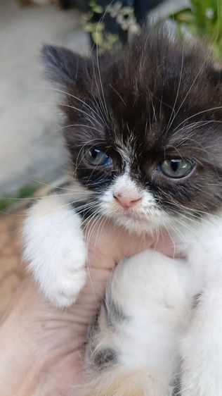 สก็อตติช โฟลด์ (Scottish Fold) สก็อตติช เพศเมีย