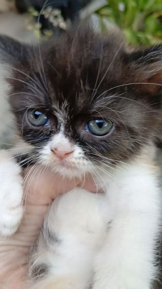 สก็อตติช เพศเมีย รูปที่ 2