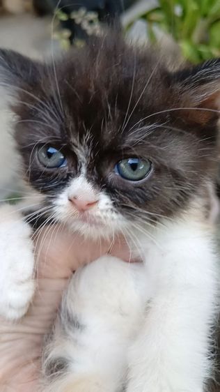 สก็อตติช เพศเมีย รูปที่ 4