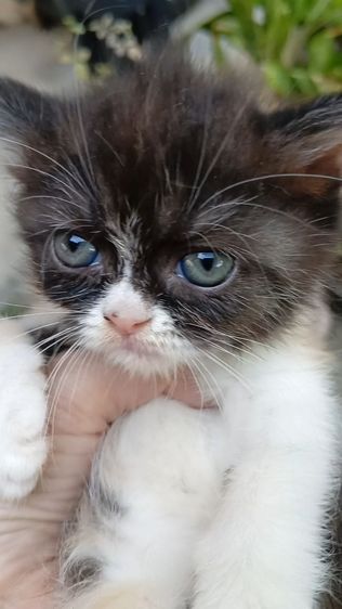 สก็อตติช เพศเมีย รูปที่ 3