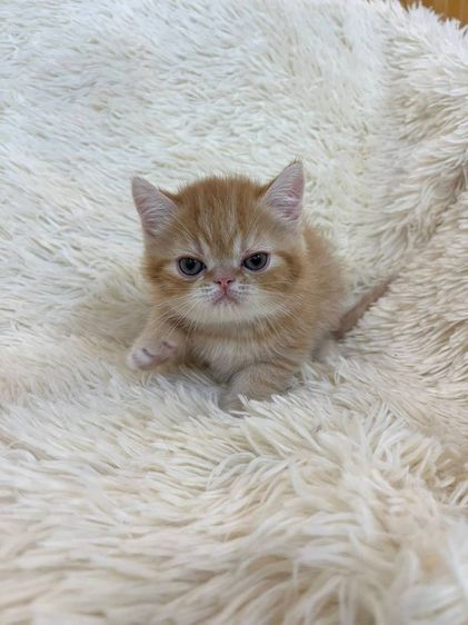 Exotic Shorthair รูปที่ 2