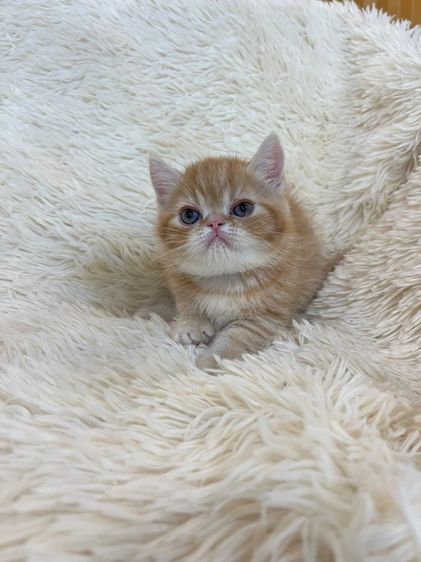 เอ็กโซติก ชอร์ตแฮร์ (Exotic Shorthair) Exotic Shorthair