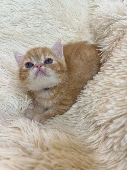 Exotic Shorthair รูปที่ 3