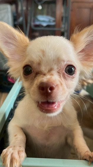 ชิวาวา ระยอง วัคซีนครบ รูปที่ 2